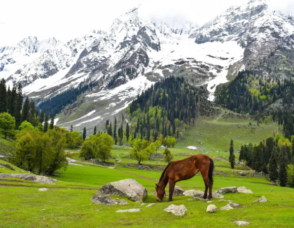 Kashmir